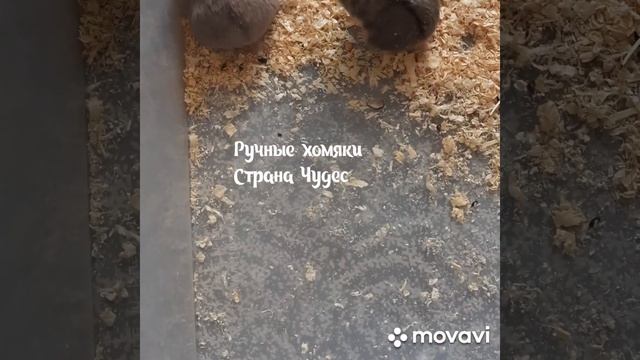 Хомяки из Страны Чудес #pets #love #животные #хомяк #грызуны #москва #ручнойхомяк #питомецдляребенк
