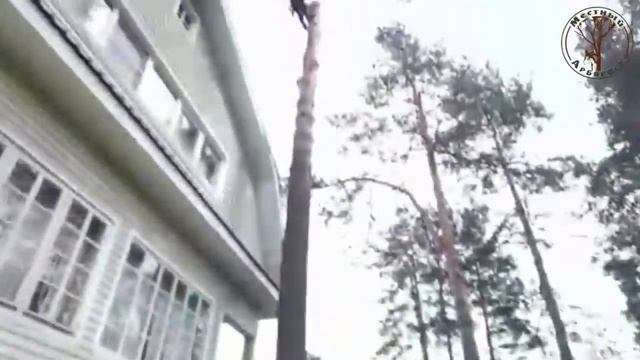 Спил сосны. Шапки смотреть онлайн