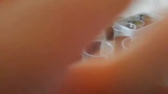 Пересадка лимонов и мандаринов смотреть онлайн