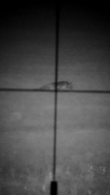 Fox Hunting - Jagd auf Raubwild смотреть онлайн