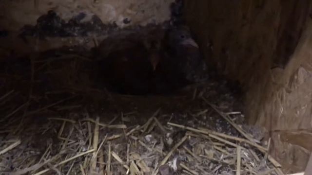 Зимние птенцы смотреть онлайн