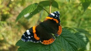 Бабочка на малине. Butterfly on raspberries