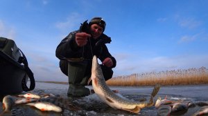 ЗИМНЯЯ РЫБАЛКА НА ЖЕРЛИЦЫ. КРУПНЫЙ ОКУНЬ ЛОМАЕТ БАЛАНСИР. Первый лёд встаёт третий раз. Ловля щуки.