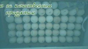 инкубируем яйцо бройлера