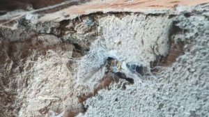 оса попалась паутину