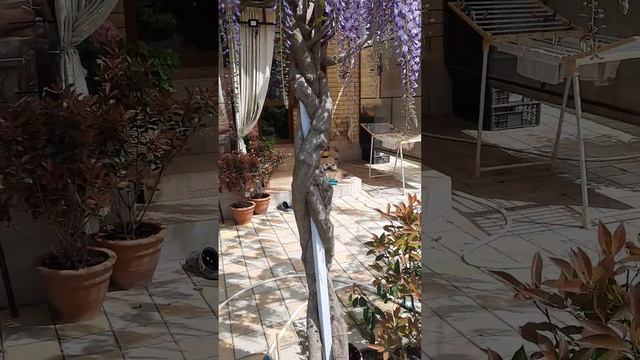 Глициния Саженцы Семена смотреть онлайн