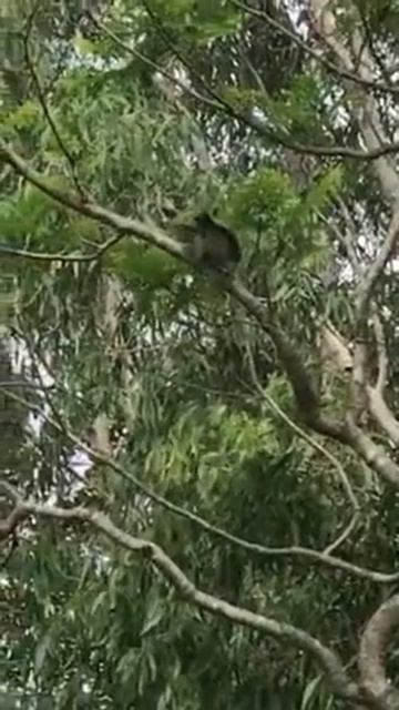 Cuckoo смотреть онлайн