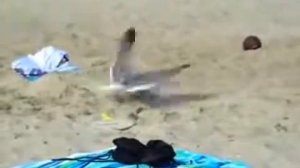 Как поймать чайку