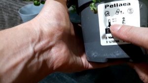 НОВИНКИ: Pellaea Rotundifolia и Euphorbia Tirucalli | ОБЗОР СОРТОВ папоротника Пеллея и эуфорбии