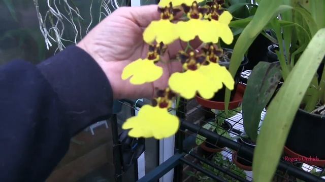 The "Miltonia Saga" - There's More..... смотреть онлайн