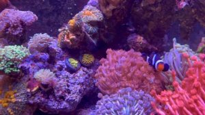 Goniopora Coral Care in a Mixed Reef