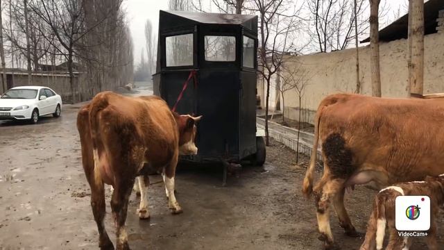 PAQIR TESHAR VA CHONTAK TESHAR SIMMENTAL SIGIRLAR KELDI ☎️ +998 91-664-20-20