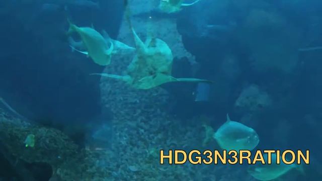 Lisbon Oceanarium смотреть онлайн