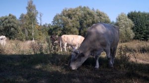 Моя корова_Итог