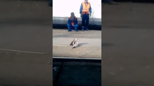 Ястреб поймал голубь 1 смотреть онлайн