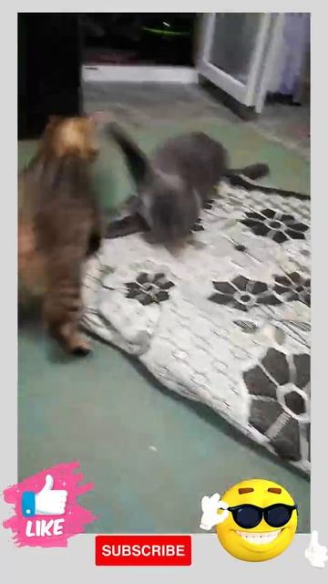 Борьба по кошачьи. Смешные кошки. Fight for the cat. # 1 Funny cats. #shorts смотреть онлайн