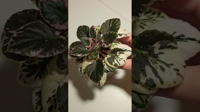 Пасынкование сенполий. #растения #цветы #геснериевые #сенполии #фиалки