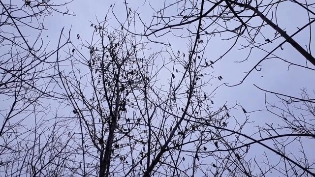 Ліщина "гуде" від бджоли смотреть онлайн