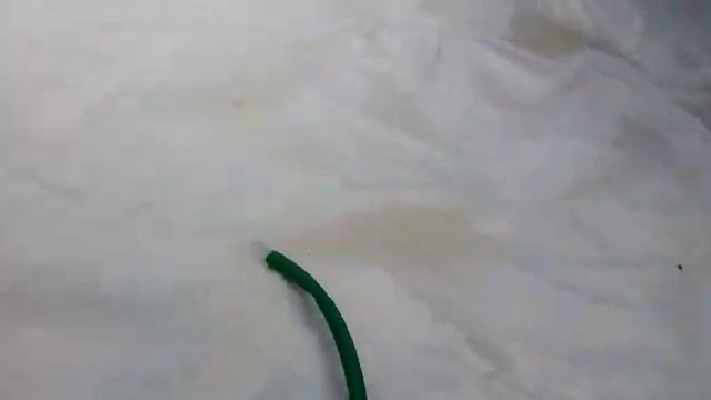 Утка Индийский бегунок в Тимашевске. видео. смотреть онлайн