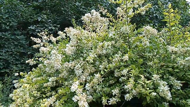 Абелия крупноцветковая в ботсаду смотреть онлайн