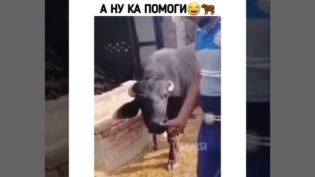 Удобно считать бабки😂🐂 #shorts #юмор #приколы #бык #облизал #удобно смотреть онлайн