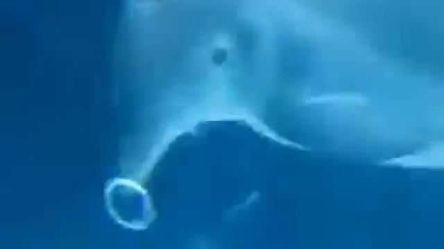 Пускают кольца под водой смотреть онлайн