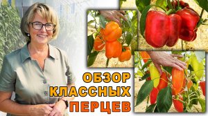 Шикарные перцы для фаршировки и заготовок