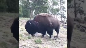 бизон нападает