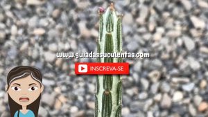 Senecio Stapeliiformis: Um Guia Desta Suculenta