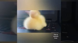 Real Little Duckling sleeping on LabTop - Duck - Pets & animal's lover