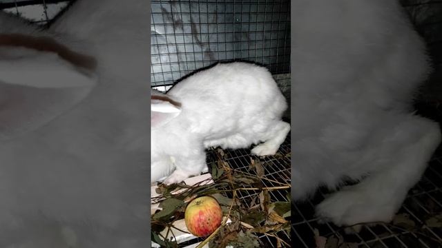 Дед Белый великан смотреть онлайн