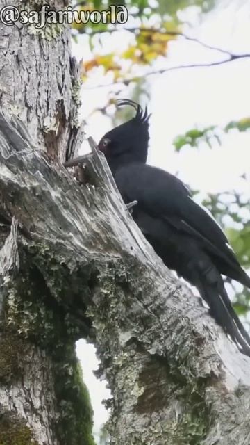 #Magellanic woodpecker#shorts#Magellanic woodpecker nest#woodpecker food
