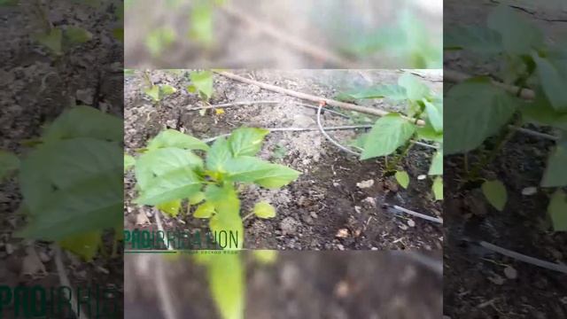 Капельный полив теплицы: Показываем, как это работает | PROIRRIGATION смотреть онлайн
