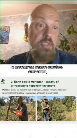 Что делать с соснами? Часть 2