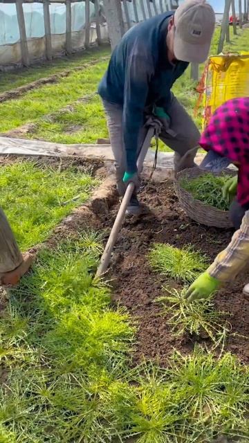 Great business idea Growing dandelion as vegetables #agriculture #farming #foodie