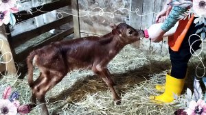 ОТЕЛ ДЖЕРСИЙСКОЙ КОРОВЫ 🌼🌷🎈💕