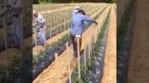 Новый оригинальный способ подвязки помидоров