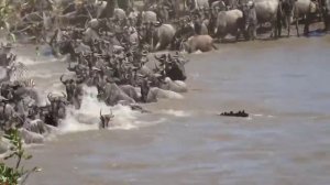 Amazing Mother Bear Knock Down Puma To Saving Her Baby, Wolves, Zebra, Cheetah, Crocodile, Crab