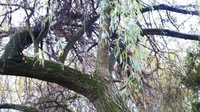 il SALICE |conosciamo le piante| смотреть онлайн