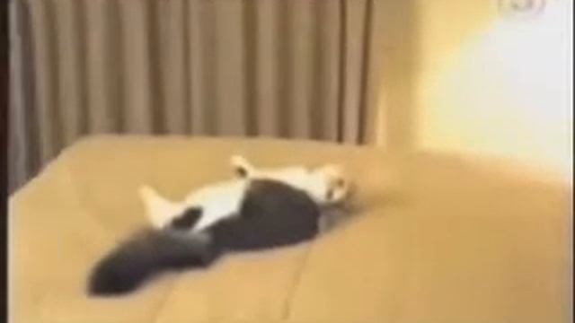 Вот это испуг ! Ржака! смотреть онлайн