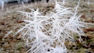 Белые ёлки с иголками10см.