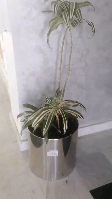 Dracaena white #indoor plant смотреть онлайн