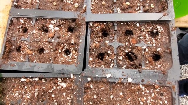 🌱🌼 Sowing Flower Seeds With the Little Dibby - SGD 341 🌼🌱 смотреть онлайн