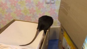 Вечер с крысяками-пупсяками. Милые крысы Татоша и Емеля.  #animal #животные #rat #крысы