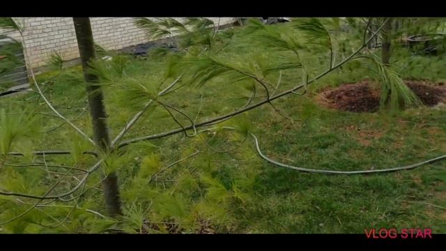 Stowe Pillar White Pine смотреть онлайн