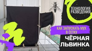 Как запускать мух в сетку инсектария.