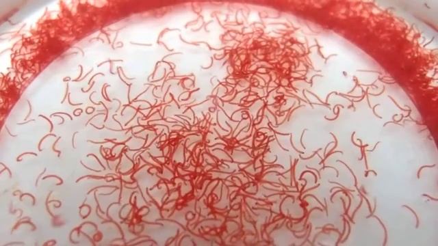 ネムリユスリカ幼虫　Polypedilum vanderplanki смотреть онлайн