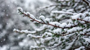 Зима. Ролик выполнен в программе Прошоу Продюсер. На 1 занятии  в мастерской Валентины Баландиной.