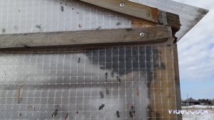 Первый облёт после зимовки. Спасаем пчёл.