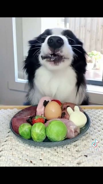 АСМР песик ест замороженные продукты/ASMR doggie eats frozen food смотреть онлайн